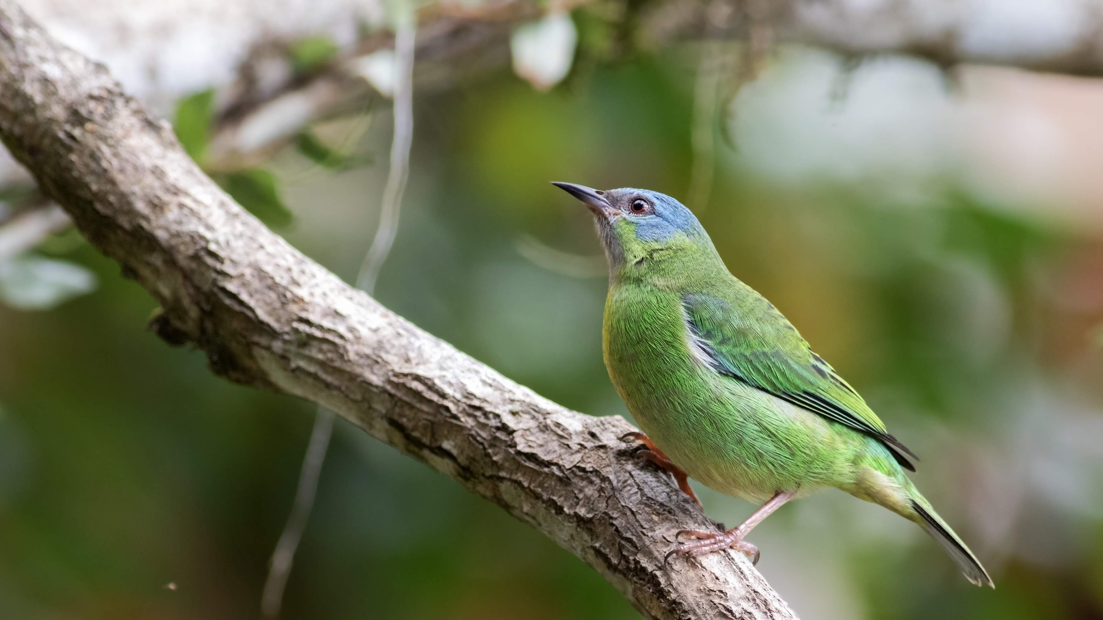 Blue Dacnis